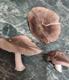 Гриб из Ставрополь