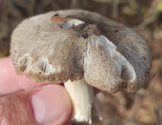 Гриб из Ставрополь