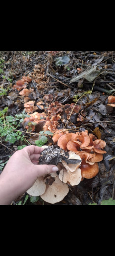 Гриб из Лебедянь