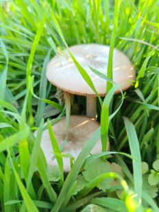 Гриб из Крымский район, краснодарский край