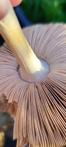 Гриб из Крымский район, краснодарский край