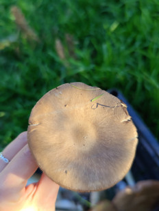 Гриб из Крымский район, краснодарский край