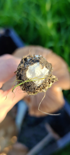 Гриб из Крымский район, краснодарский край