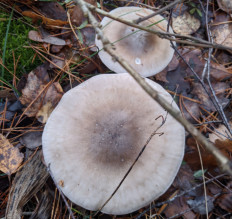 Гриб из Владимир