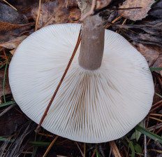 Гриб из Владимир