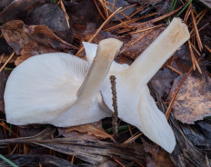 Гриб из Владимир