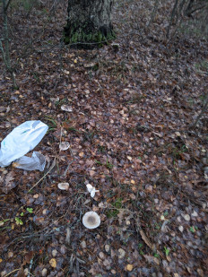 Гриб из Владимир