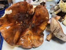 Гриб из Карелия