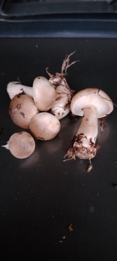 Гриб из эртиль