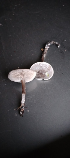 Гриб из эртиль