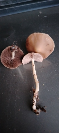 Гриб из эртиль