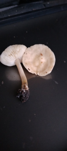 Гриб из эртиль