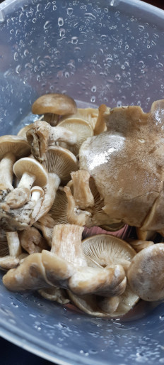 Гриб из Севастополь