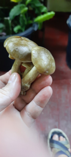 Гриб из Севастополь