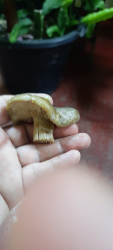 Гриб из Севастополь