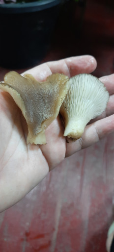 Гриб из Севастополь