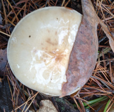 Гриб из Владимир