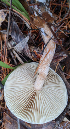 Гриб из Владимир