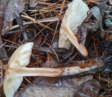 Гриб из Владимир