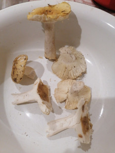 Гриб из Березань