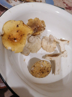 Гриб из Березань