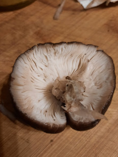 Гриб из Bielefeld