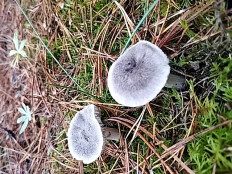 Гриб из Витебск