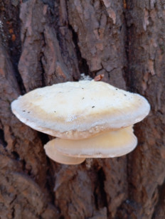 Гриб из Стерлитамак Башкирия