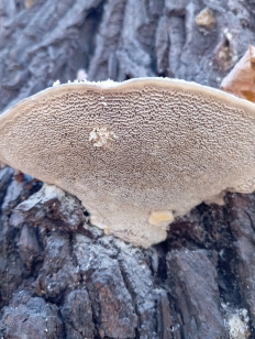 Гриб из Стерлитамак Башкирия