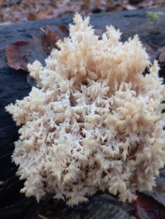 Гриб из Стерлитамак Башкирия