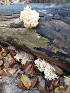 Гриб из Стерлитамак Башкирия