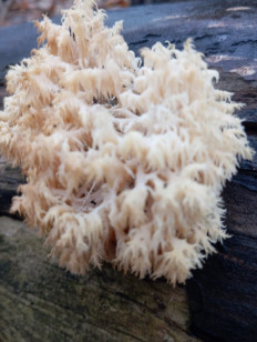 Гриб из Стерлитамак Башкирия