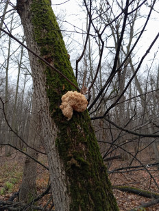 Гриб из Стерлитамак Башкирия