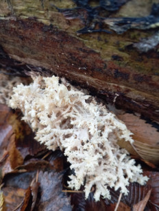 Гриб из Стерлитамак Башкирия