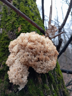 Гриб из Стерлитамак Башкирия