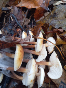 Гриб из Стерлитамак Башкирия