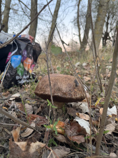 Гриб из Краснодар