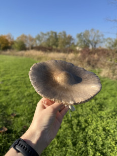 Гриб из Краснодар