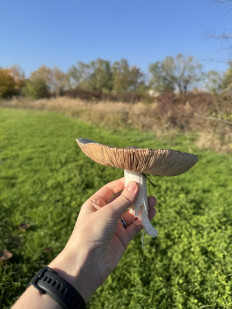 Гриб из Краснодар