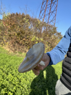 Гриб из Краснодар