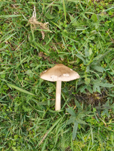 Гриб из Невинномысск