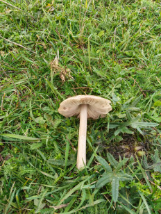 Гриб из Невинномысск