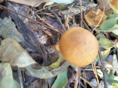 Гриб из Киев