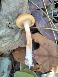 Гриб из Киев