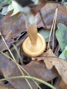 Гриб из Киев