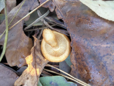 Гриб из Киев