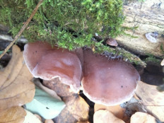 Гриб из Киев