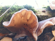 Гриб из Киев