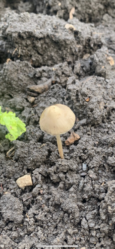 Гриб из Тольятти