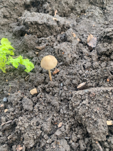 Гриб из Тольятти